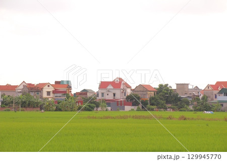 Rice fields in Vietnam. There are green rice fields in the field. Farmers work on them. In the background are villages and country roads Rice fields in Vietnam. There are green rice fields in the field. Farmers work on them. In the background are villages and country roads 129945770