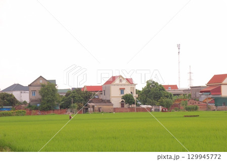 Rice fields in Vietnam. There are green rice fields in the field. Farmers work on them. In the background are villages and country roads Rice fields in Vietnam. There are green rice fields in the field. Farmers work on them. In the background are villages and country roads 129945772