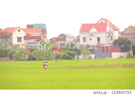 Rice fields in Vietnam. There are green rice fields in the field. Farmers work on them. In the background are villages and country roads Rice fields in Vietnam. There are green rice fields in the field. Farmers work on them. In the background are villages and country roads 129945783
