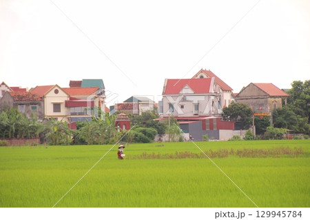 Rice fields in Vietnam. There are green rice fields in the field. Farmers work on them. In the background are villages and country roads Rice fields in Vietnam. There are green rice fields in the field. Farmers work on them. In the background are villages and country roads 129945784