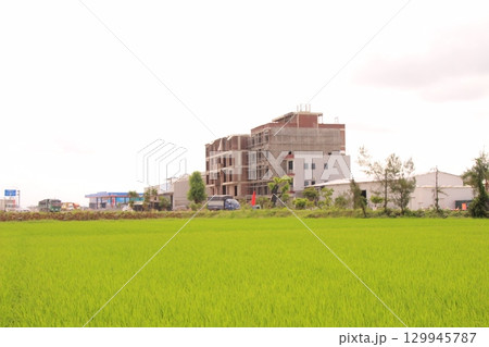 Rice fields in Vietnam. There are green rice fields in the field. Farmers work on them. In the background are villages and country roads Rice fields in Vietnam. There are green rice fields in the field. Farmers work on them. In the background are villages and country roads 129945787