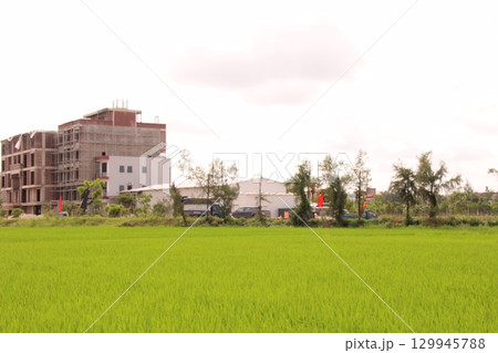 Rice fields in Vietnam. There are green rice fields in the field. Farmers work on them. In the background are villages and country roads 129945788