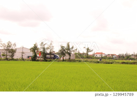 Rice fields in Vietnam. There are green rice fields in the field. Farmers work on them. In the background are villages and country roads Rice fields in Vietnam. There are green rice fields in the field. Farmers work on them. In the background are villages and country roads 129945789
