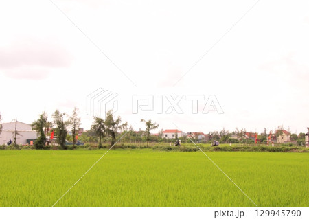 Rice fields in Vietnam. There are green rice fields in the field. Farmers work on them. In the background are villages and country roads Rice fields in Vietnam. There are green rice fields in the field. Farmers work on them. In the background are villages and country roads 129945790