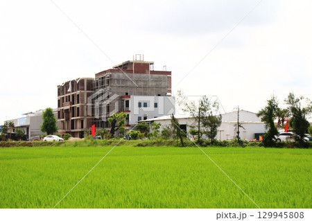 Rice fields in Vietnam. There are green rice fields in the field. Farmers work on them. In the background are villages and country roads 129945808