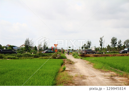 Rice fields in Vietnam. There are green rice fields in the field. Farmers work on them. In the background are villages and country roads 129945814