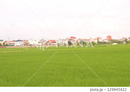 Rice fields in Vietnam. There are green rice fields in the field. Farmers work on them. In the background are villages and country roads 129945822