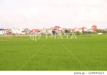 Rice fields in Vietnam. There are green rice fields in the field. Farmers work on them. In the background are villages and country roads 129945823