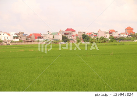 Rice fields in Vietnam. There are green rice fields in the field. Farmers work on them. In the background are villages and country roads Rice fields in Vietnam. There are green rice fields in the field. Farmers work on them. In the background are villages and country roads 129945824