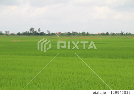 Rice fields in Vietnam. There are green rice fields in the field. Farmers work on them. In the background are villages and country roads 129945832