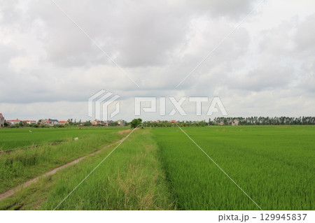 Rice fields in Vietnam. There are green rice fields in the field. Farmers work on them. In the background are villages and country roads 129945837
