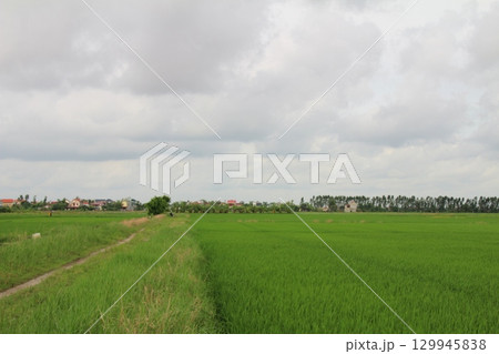 Rice fields in Vietnam. There are green rice fields in the field. Farmers work on them. In the background are villages and country roads Rice fields in Vietnam. There are green rice fields in the field. Farmers work on them. In the background are villages and country roads 129945838