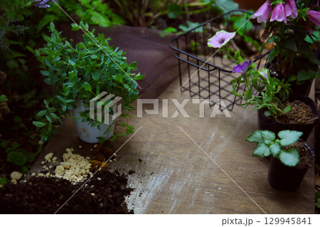 夏の寄せ植え、手順 129945841