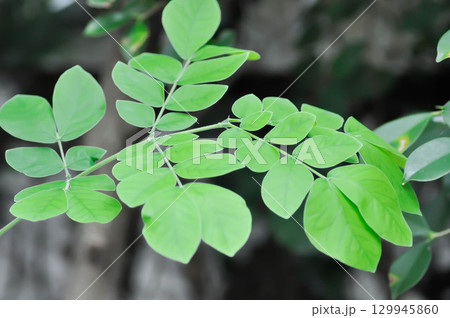 Rain tree or Samanea saman, LEGUMINOSAE MIMOSOIDEAE or small Rain Tree Rain tree or Samanea saman, LEGUMINOSAE MIMOSOIDEAE or small Rain Tree 129945860