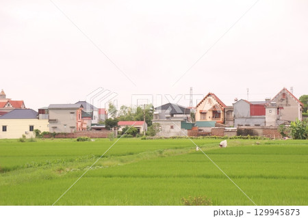 Rice fields in Vietnam. There are green rice fields in the field. Farmers work on them. In the background are villages and country roads Rice fields in Vietnam. There are green rice fields in the field. Farmers work on them. In the background are villages and country roads 129945873