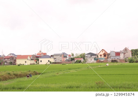 Rice fields in Vietnam. There are green rice fields in the field. Farmers work on them. In the background are villages and country roads 129945874