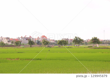 Rice fields in Vietnam. There are green rice fields in the field. Farmers work on them. In the background are villages and country roads 129945879