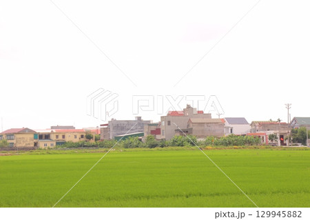 Rice fields in Vietnam. There are green rice fields in the field. Farmers work on them. In the background are villages and country roads 129945882