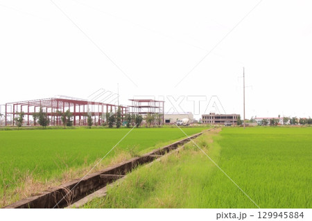 Rice fields in Vietnam. There are green rice fields in the field. Farmers work on them. In the background are villages and country roads 129945884