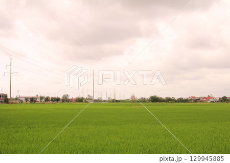 Rice fields in Vietnam. There are green rice fields in the field. Farmers work on them. In the background are villages and country roads 129945885