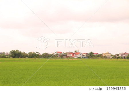 Rice fields in Vietnam. There are green rice fields in the field. Farmers work on them. In the background are villages and country roads 129945886
