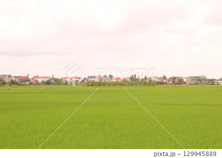 Rice fields in Vietnam. There are green rice fields in the field. Farmers work on them. In the background are villages and country roads 129945889