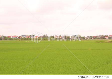 Rice fields in Vietnam. There are green rice fields in the field. Farmers work on them. In the background are villages and country roads 129945890