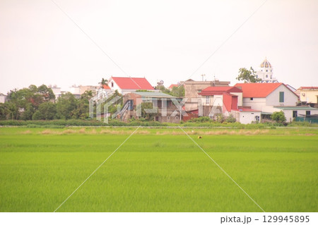 Rice fields in Vietnam. There are green rice fields in the field. Farmers work on them. In the background are villages and country roads Rice fields in Vietnam. There are green rice fields in the field. Farmers work on them. In the background are villages and country roads 129945895