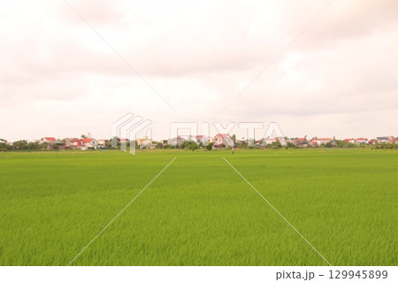 Rice fields in Vietnam. There are green rice fields in the field. Farmers work on them. In the background are villages and country roads 129945899