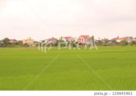 Rice fields in Vietnam. There are green rice fields in the field. Farmers work on them. In the background are villages and country roads 129945901