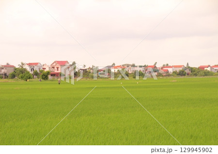 Rice fields in Vietnam. There are green rice fields in the field. Farmers work on them. In the background are villages and country roads 129945902