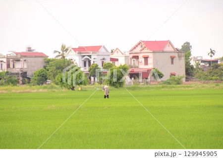 Rice fields in Vietnam. There are green rice fields in the field. Farmers work on them. In the background are villages and country roads Rice fields in Vietnam. There are green rice fields in the field. Farmers work on them. In the background are villages and country roads 129945905