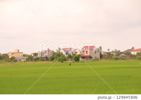 Rice fields in Vietnam. There are green rice fields in the field. Farmers work on them. In the background are villages and country roads 129945906