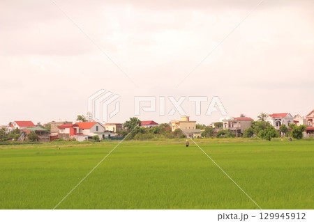 Rice fields in Vietnam. There are green rice fields in the field. Farmers work on them. In the background are villages and country roads 129945912