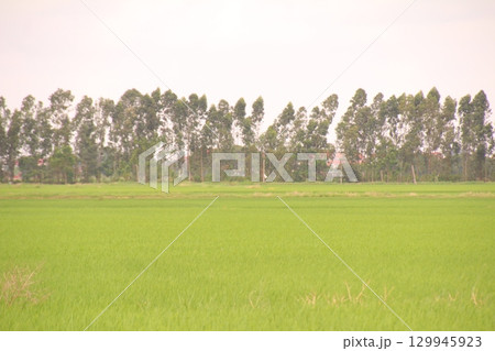 Rice fields in Vietnam. There are green rice fields in the field. Farmers work on them. In the background are villages and country roads Rice fields in Vietnam. There are green rice fields in the field. Farmers work on them. In the background are villages and country roads 129945923