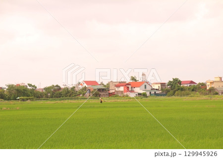 Rice fields in Vietnam. There are green rice fields in the field. Farmers work on them. In the background are villages and country roads 129945926