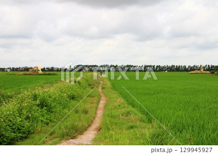 Rice fields in Vietnam. There are green rice fields in the field. Farmers work on them. In the background are villages and country roads Rice fields in Vietnam. There are green rice fields in the field. Farmers work on them. In the background are villages and country roads 129945927