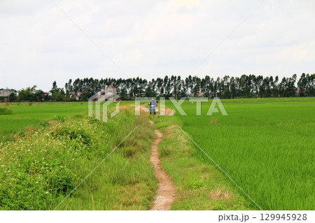 Rice fields in Vietnam. There are green rice fields in the field. Farmers work on them. In the background are villages and country roads 129945928
