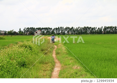 Rice fields in Vietnam. There are green rice fields in the field. Farmers work on them. In the background are villages and country roads Rice fields in Vietnam. There are green rice fields in the field. Farmers work on them. In the background are villages and country roads 129945934
