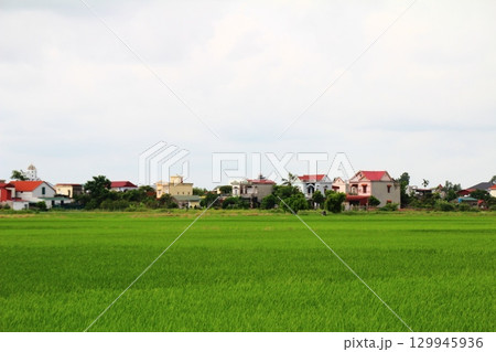 Rice fields in Vietnam. There are green rice fields in the field. Farmers work on them. In the background are villages and country roads Rice fields in Vietnam. There are green rice fields in the field. Farmers work on them. In the background are villages and country roads 129945936
