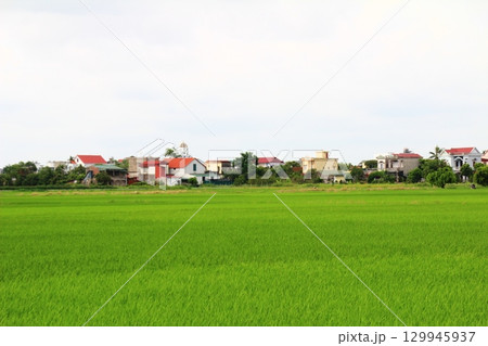 Rice fields in Vietnam. There are green rice fields in the field. Farmers work on them. In the background are villages and country roads 129945937
