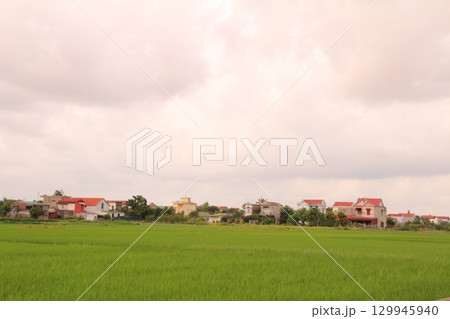 Rice fields in Vietnam. There are green rice fields in the field. Farmers work on them. In the background are villages and country roads 129945940