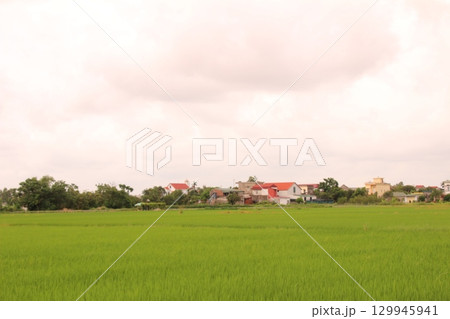 Rice fields in Vietnam. There are green rice fields in the field. Farmers work on them. In the background are villages and country roads Rice fields in Vietnam. There are green rice fields in the field. Farmers work on them. In the background are villages and country roads 129945941