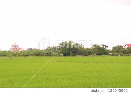 Rice fields in Vietnam. There are green rice fields in the field. Farmers work on them. In the background are villages and country roads Rice fields in Vietnam. There are green rice fields in the field. Farmers work on them. In the background are villages and country roads 129945942