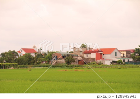 Rice fields in Vietnam. There are green rice fields in the field. Farmers work on them. In the background are villages and country roads Rice fields in Vietnam. There are green rice fields in the field. Farmers work on them. In the background are villages and country roads 129945943