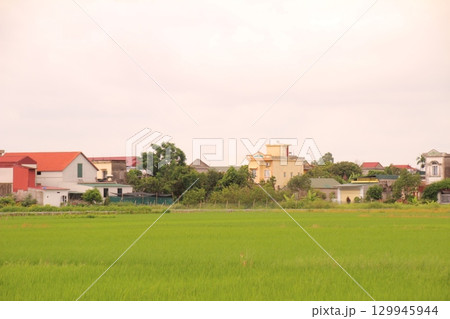 Rice fields in Vietnam. There are green rice fields in the field. Farmers work on them. In the background are villages and country roads Rice fields in Vietnam. There are green rice fields in the field. Farmers work on them. In the background are villages and country roads 129945944