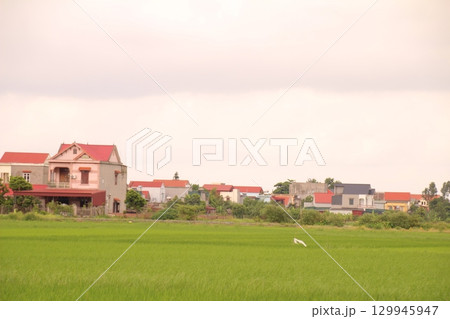 Rice fields in Vietnam. There are green rice fields in the field. Farmers work on them. In the background are villages and country roads 129945947