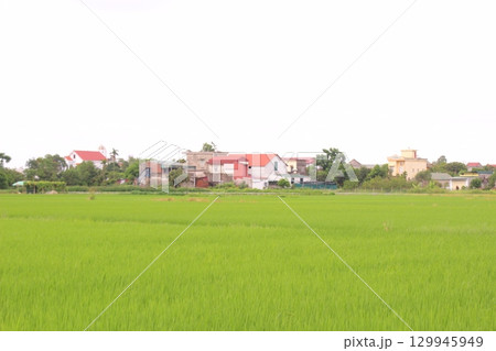 Rice fields in Vietnam. There are green rice fields in the field. Farmers work on them. In the background are villages and country roads Rice fields in Vietnam. There are green rice fields in the field. Farmers work on them. In the background are villages and country roads 129945949