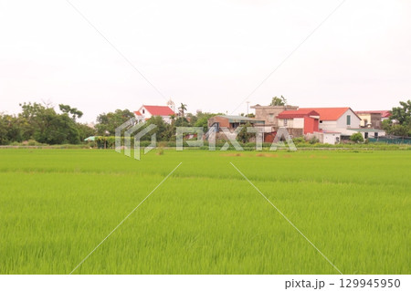 Rice fields in Vietnam. There are green rice fields in the field. Farmers work on them. In the background are villages and country roads 129945950