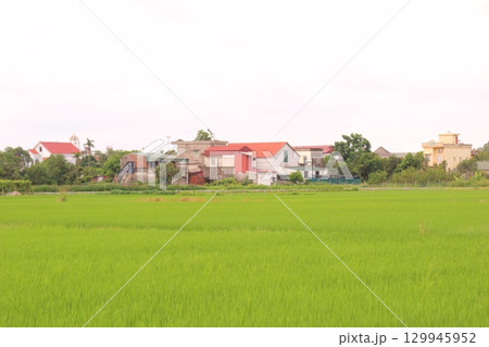 Rice fields in Vietnam. There are green rice fields in the field. Farmers work on them. In the background are villages and country roads 129945952